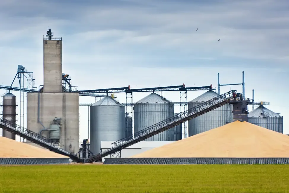 Outdoor grain elevator with metal silos and conveyors dumping golden bulk material onto large ground piles.
